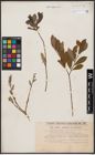 Foto von Salix aurita L. x Salix purpurea L.
